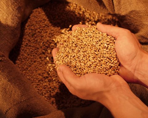 Giornata Mondiale Alimentazione Storyblocks