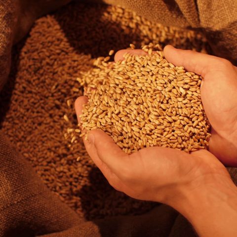 Giornata Mondiale Alimentazione Storyblocks