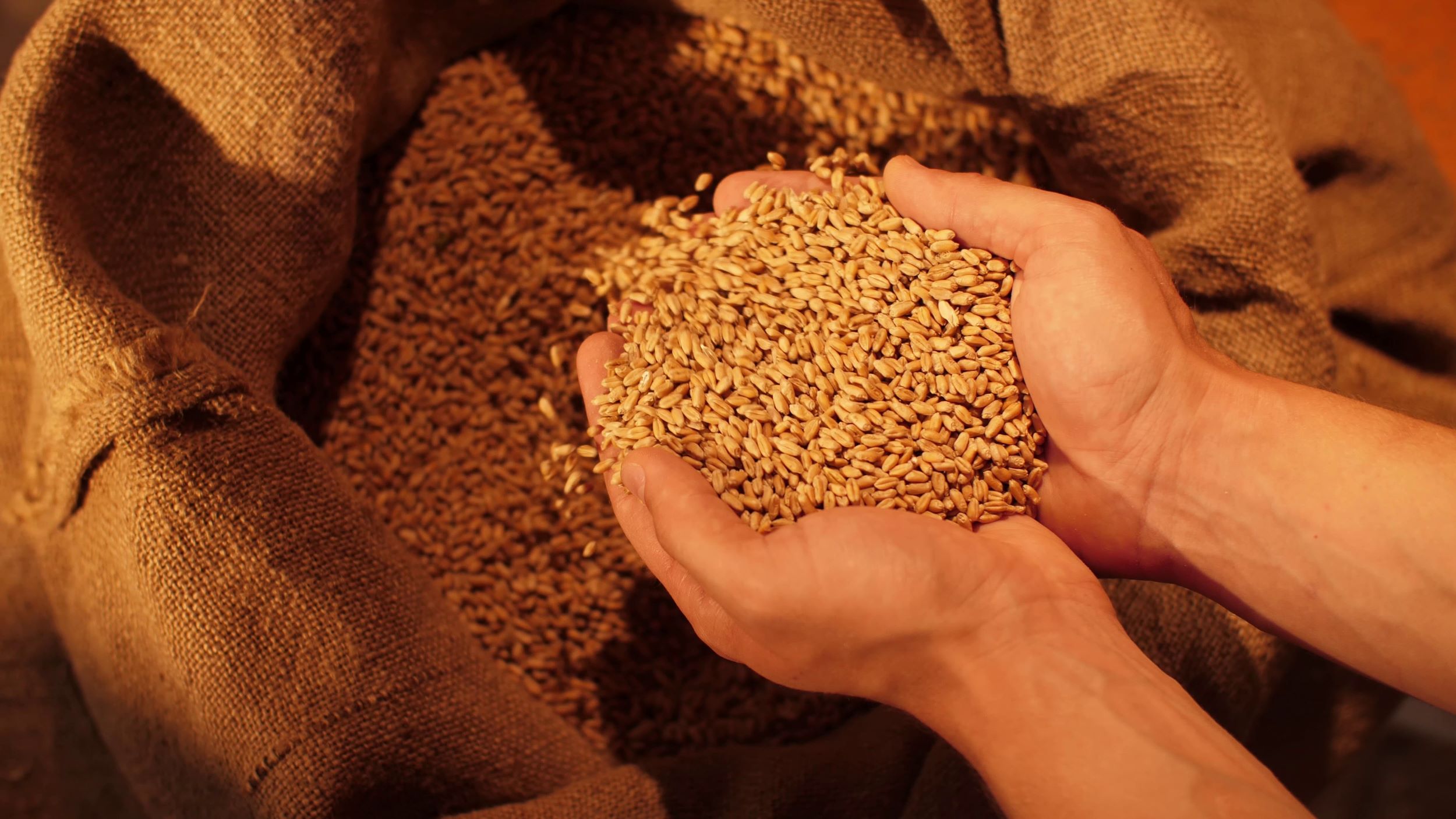 Giornata Mondiale Alimentazione Storyblocks
