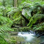 Foresta Pluviale Australiana Canva