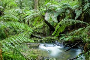 Foresta Pluviale Australiana Canva