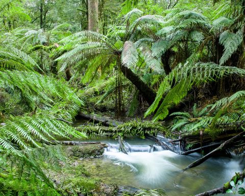 Foresta Pluviale Australiana Canva