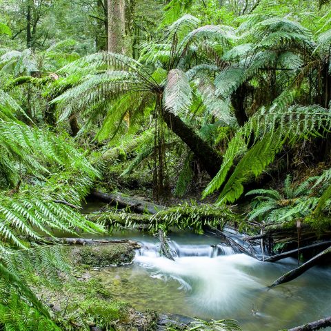 Foresta Pluviale Australiana Canva