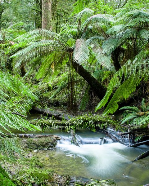 Foresta Pluviale Australiana Canva