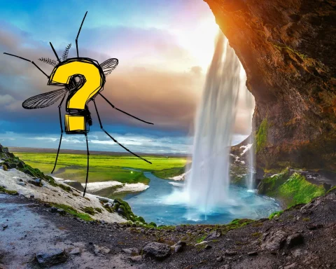 Insetto misterioso su paesaggio islandese