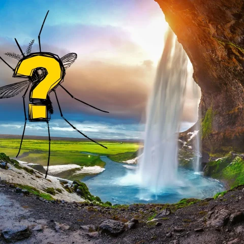 Insetto misterioso su paesaggio islandese