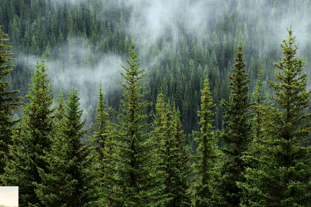 Foresta nella nebbia