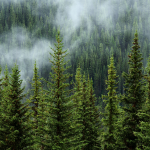 Foresta nella nebbia