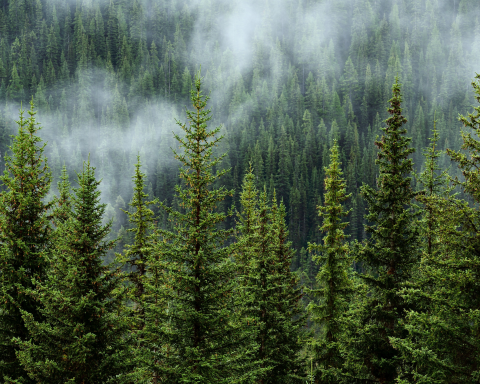 Foresta nella nebbia