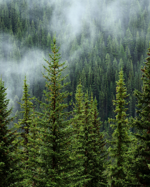 Foresta nella nebbia