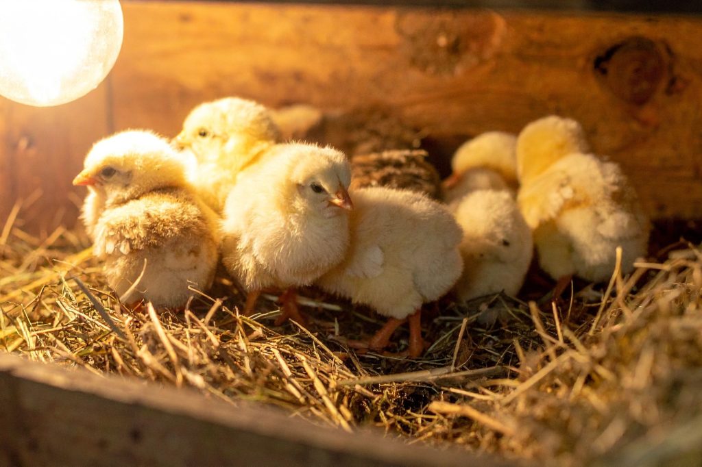 Pulcini Maschi Canva