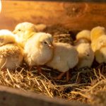 Pulcini Maschi Canva