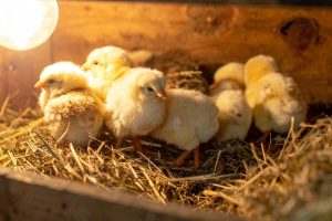 Pulcini Maschi Canva