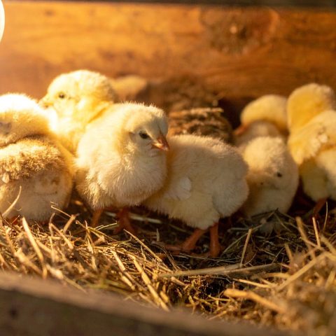 Pulcini Maschi Canva