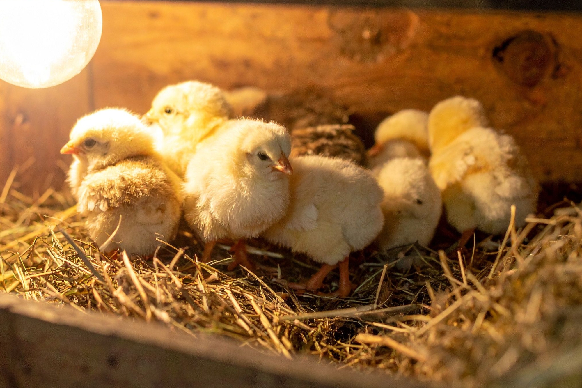 Pulcini Maschi Canva