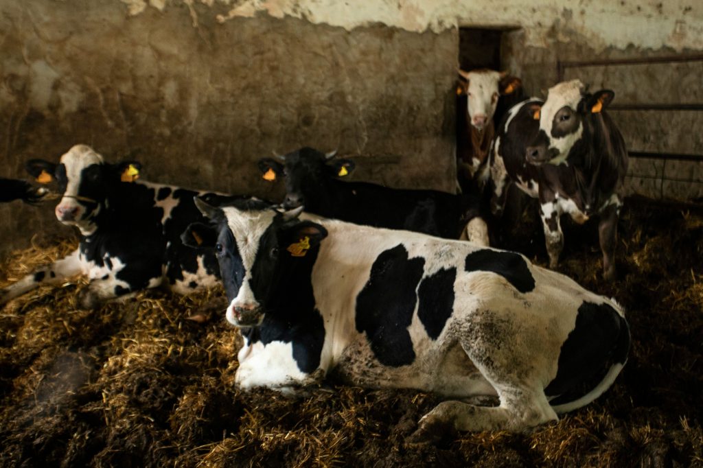 Allevamento Intensivo inquinamento industria alimentare