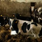 Allevamento Intensivo inquinamento industria alimentare