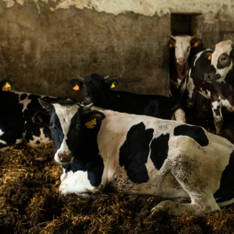 Allevamento Intensivo inquinamento industria alimentare