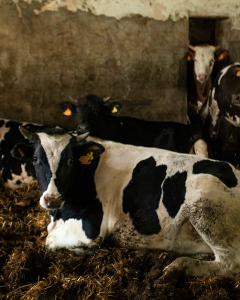 Allevamento Intensivo inquinamento industria alimentare