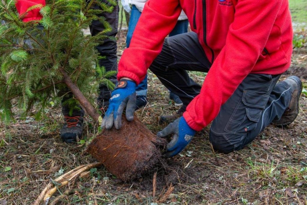 Atlante Delle Foreste, Oltre 3 Milioni Di Nuovi Alberi Nel 2024