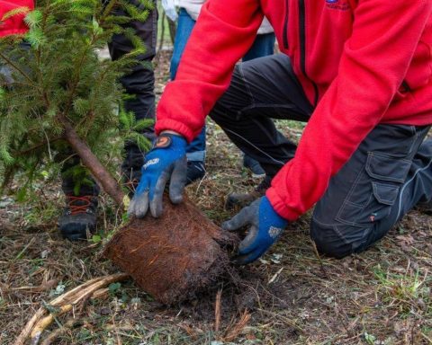 Atlante Delle Foreste, Oltre 3 Milioni Di Nuovi Alberi Nel 2024