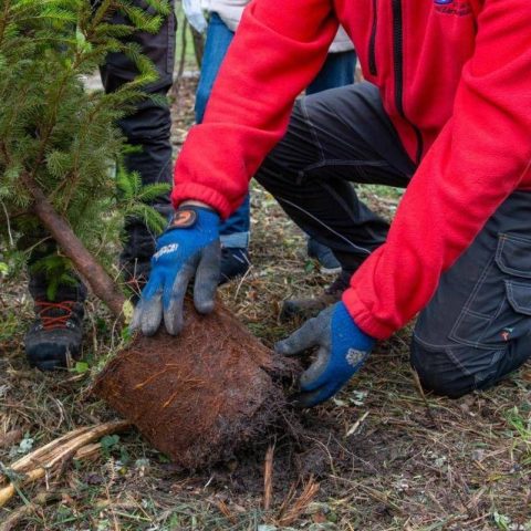Atlante Delle Foreste, Oltre 3 Milioni Di Nuovi Alberi Nel 2024