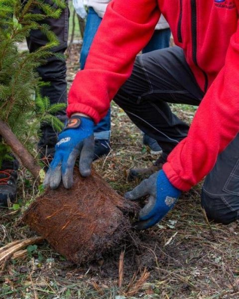 Atlante Delle Foreste, Oltre 3 Milioni Di Nuovi Alberi Nel 2024