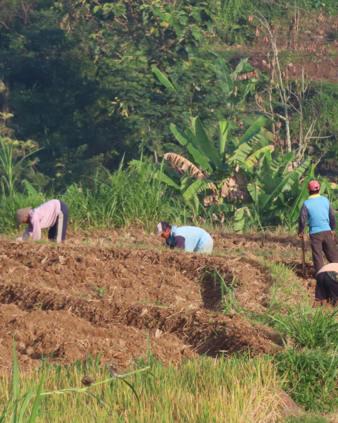 Braccianti Agricoli