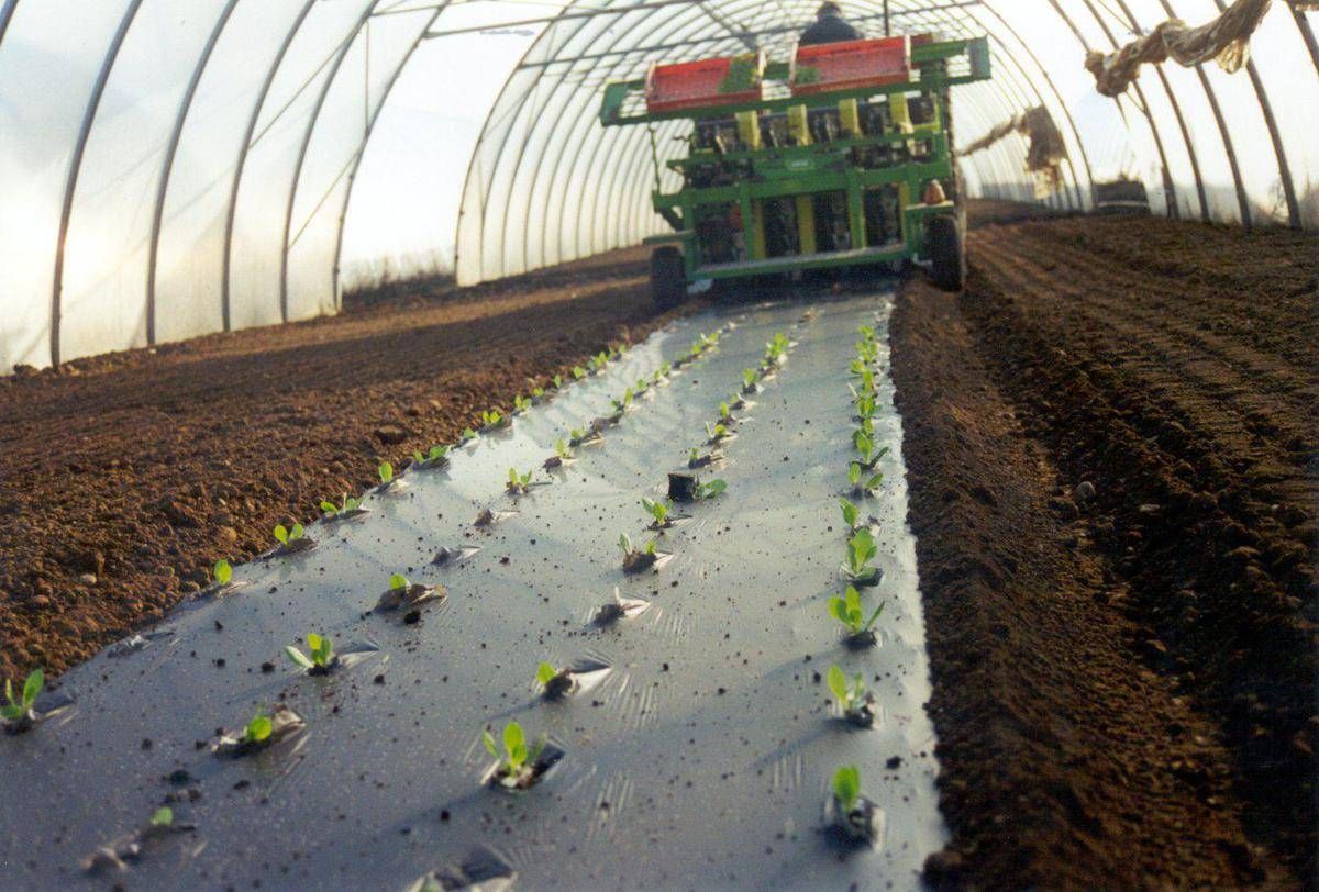 Agricoltura: Telo Mater Bi Ammendante Inorganico Secondo Regolamento Ue
