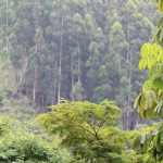 Foreste, Quali Specie Arboree Per Un Clima Più Fresco? Lo Studio