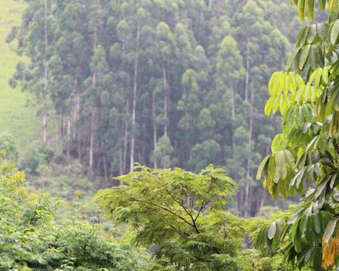 Foreste, Quali Specie Arboree Per Un Clima Più Fresco? Lo Studio
