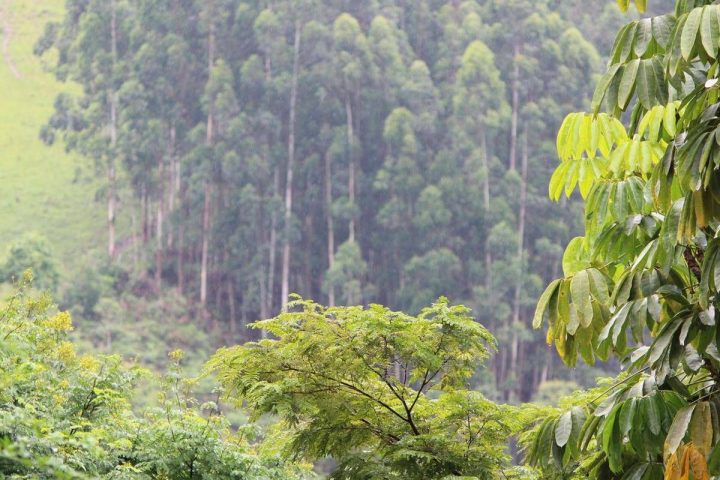 Foreste, Quali Specie Arboree Per Un Clima Più Fresco? Lo Studio