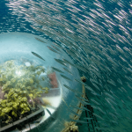 Biosphere 3 credits emilio mancuso