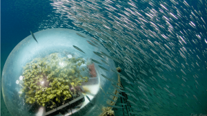 Biosphere 3 credits emilio mancuso