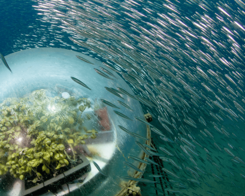 Biosphere 3 credits emilio mancuso