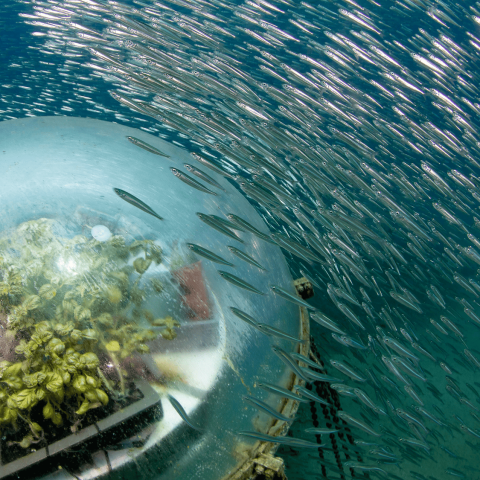 Biosphere 3 credits emilio mancuso