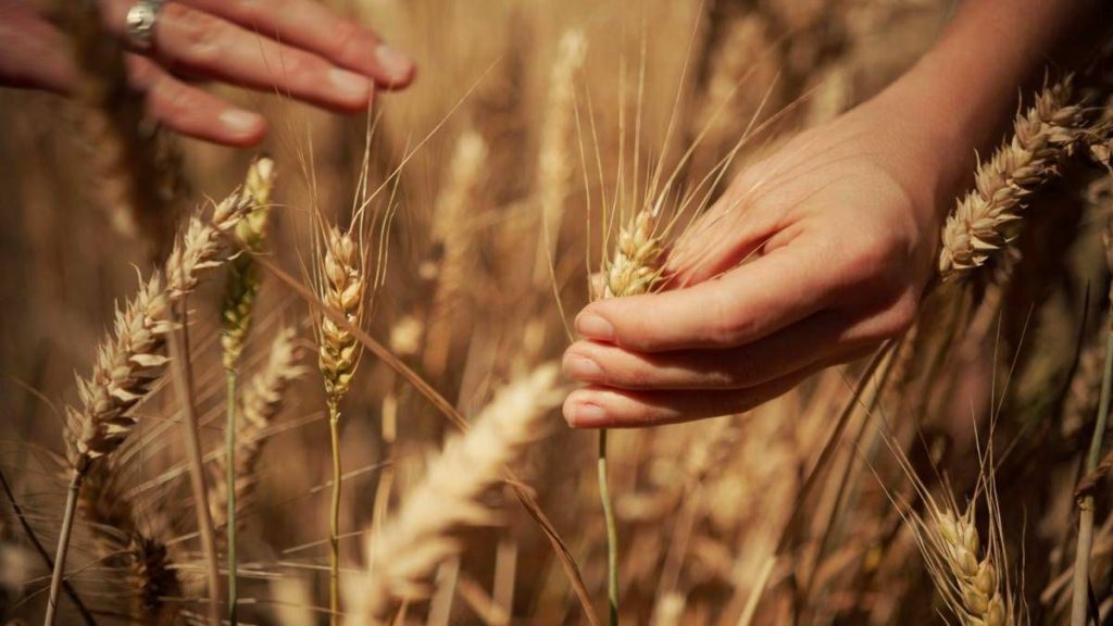 Mondelez, Mangiarotti: "Con Harmony supportiamo introduzione di tecniche di agricoltura rigenerativa"