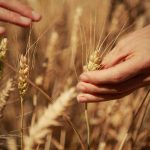 Mondelez, Mangiarotti: "Con Harmony supportiamo introduzione di tecniche di agricoltura rigenerativa"