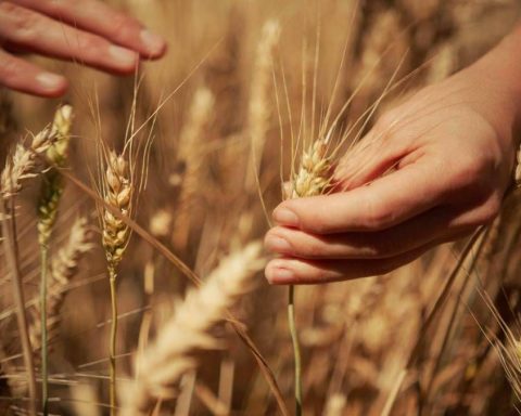 Mondelez, Mangiarotti: "Con Harmony supportiamo introduzione di tecniche di agricoltura rigenerativa"