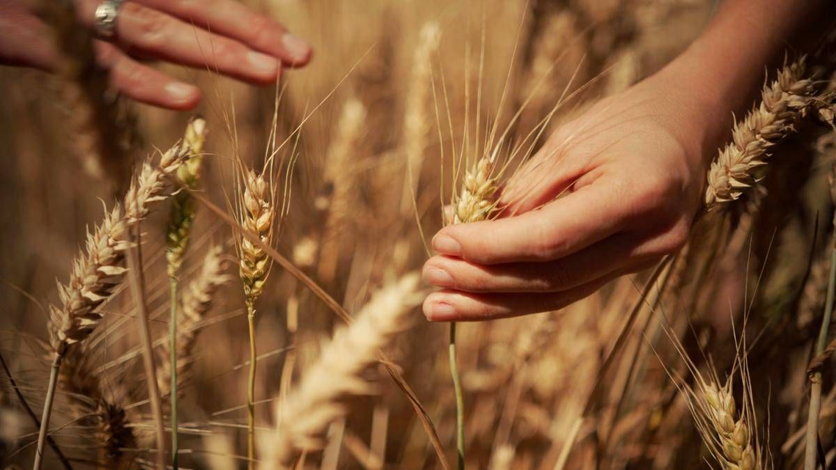 Mondelez, Mangiarotti: "Con Harmony supportiamo introduzione di tecniche di agricoltura rigenerativa"