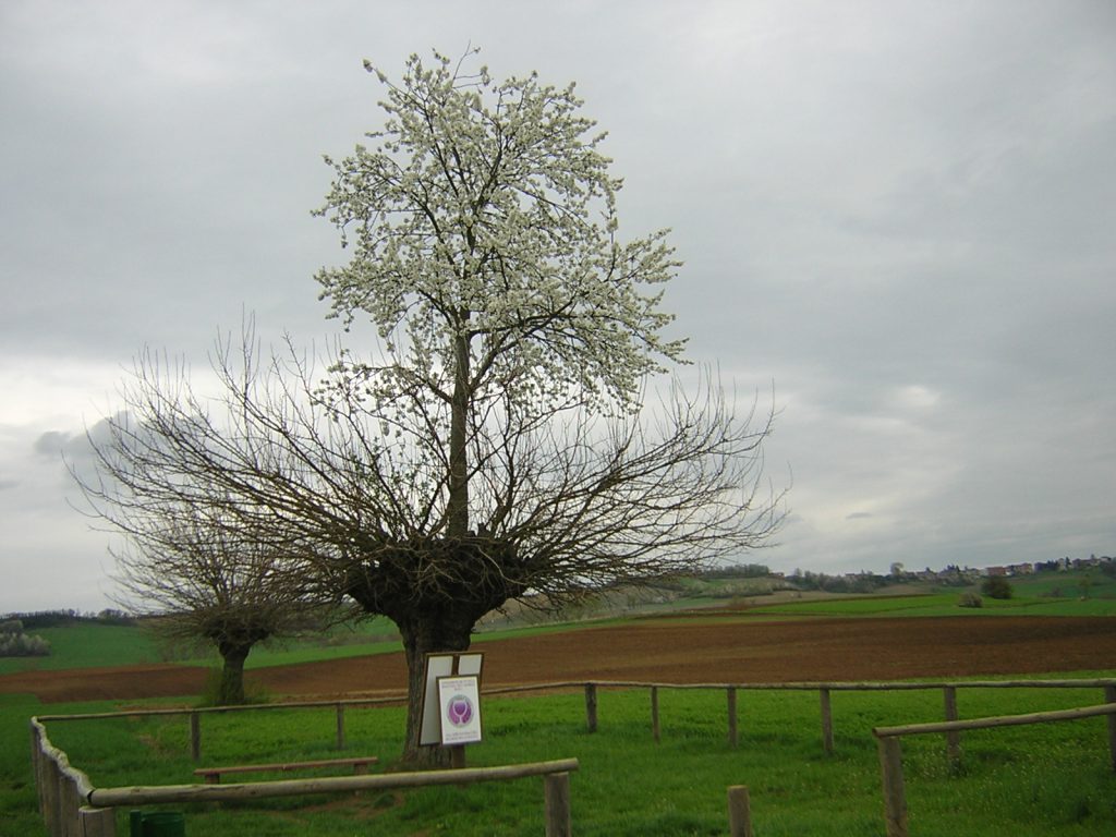 Bialbero di Casorzo WikimediaCommons