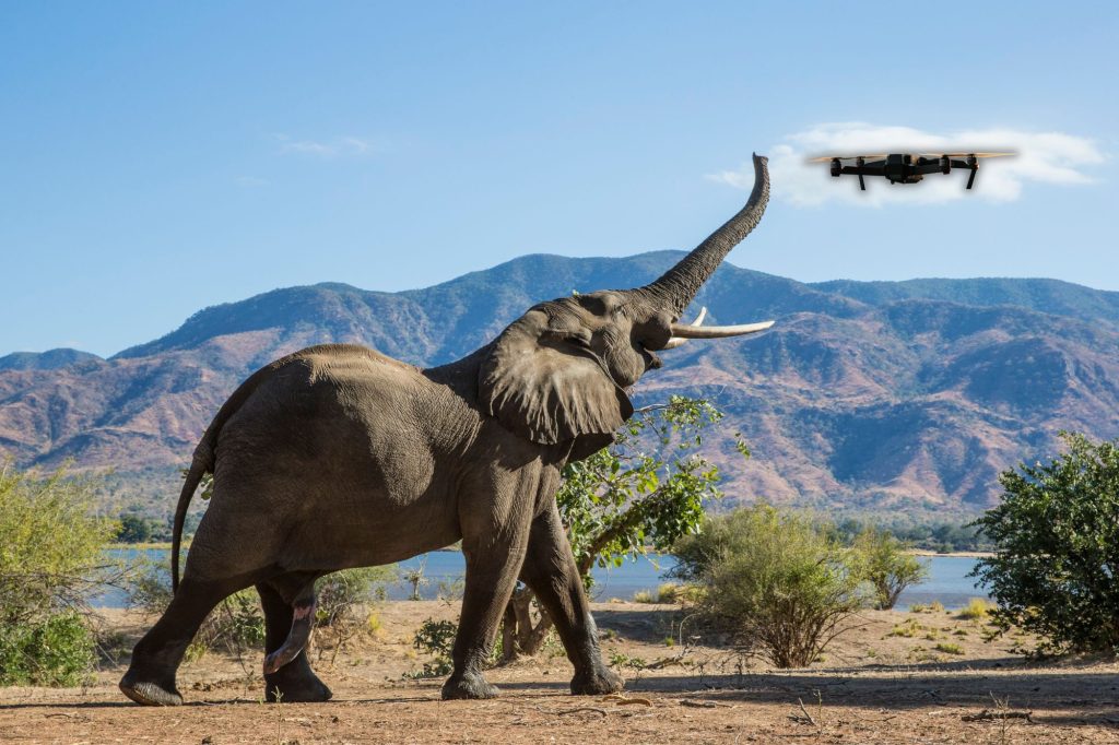 Elefanti droni canva