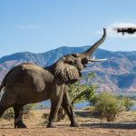 Elefanti droni canva