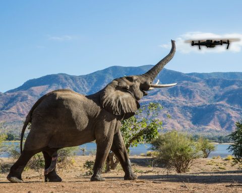 Elefanti droni canva