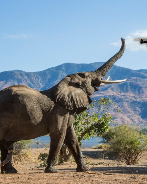 Elefanti droni canva