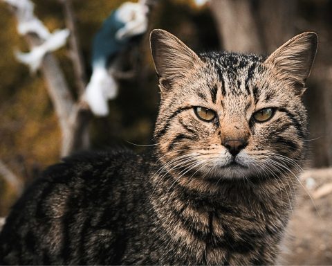 Gatto randagio nuova zelanda canva