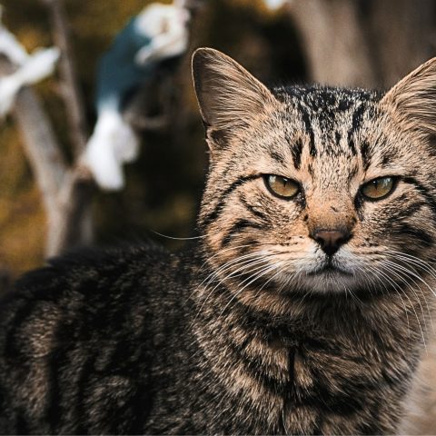 Gatto randagio nuova zelanda canva