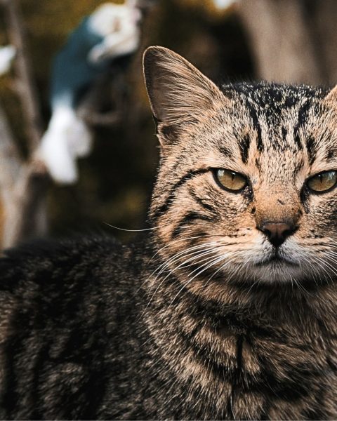 Gatto randagio nuova zelanda canva