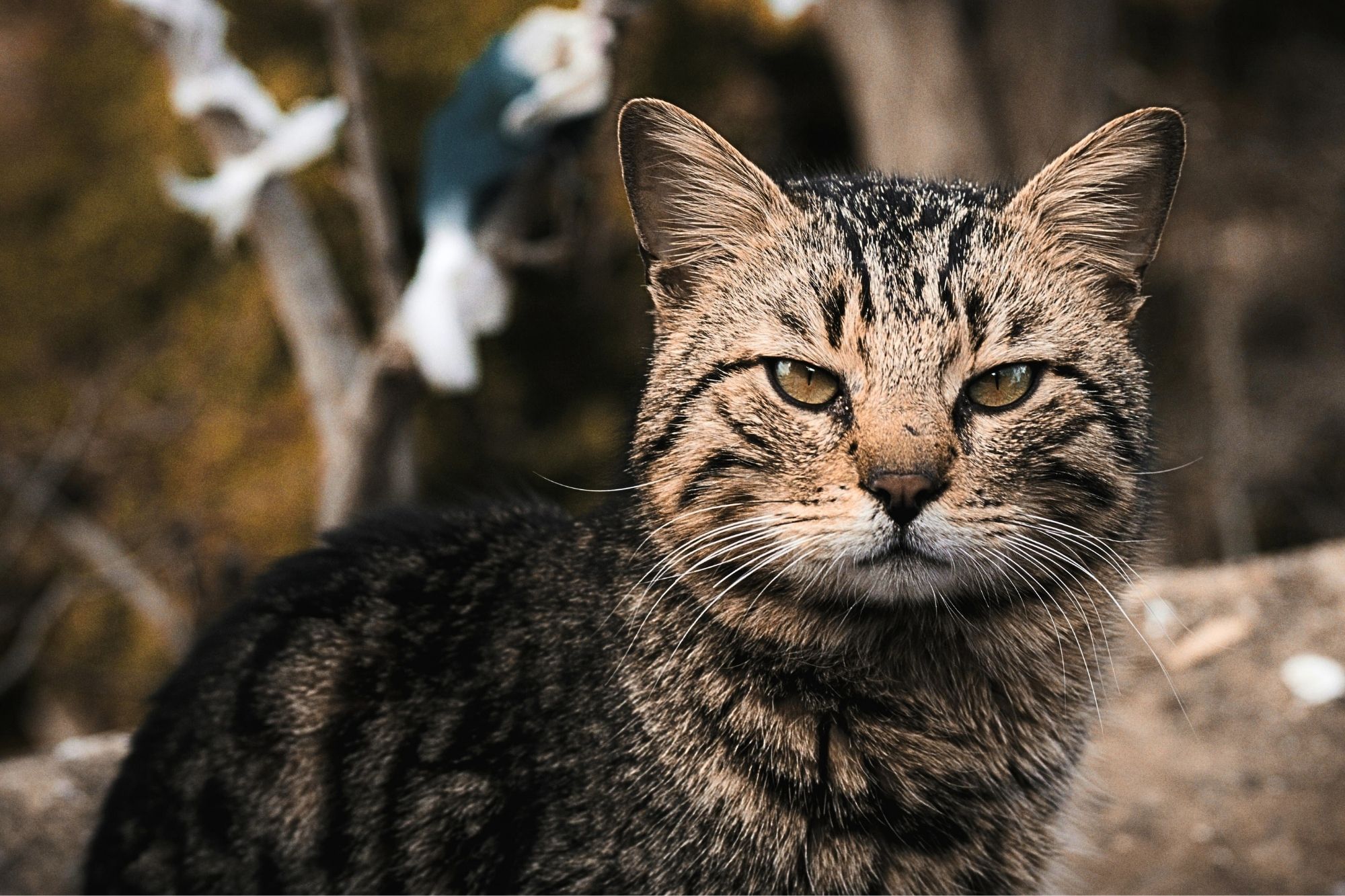 Gatto randagio nuova zelanda canva