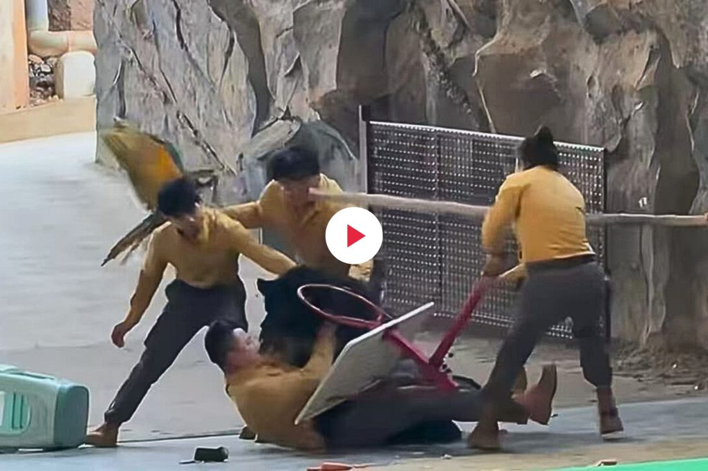 Orso nero attacca addestratore cina fi